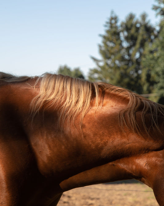 A Horse in Sunlight