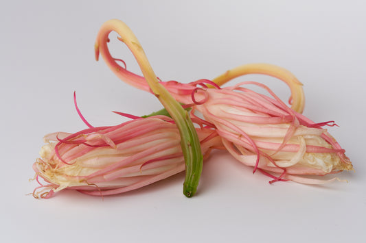 Queen of the Night Photograph