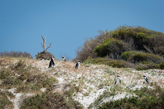 Endangered African Penguins nest on the beach in Boulder Beach, South Africa 